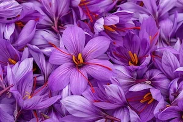 تصویر 1 از خرید زعفران درجه یک + قیمت فروش استثنایی
